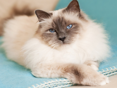 1456129428512593.jpg 伯曼猫.jpg
